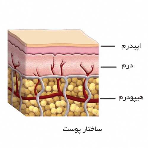 ساختار پوست